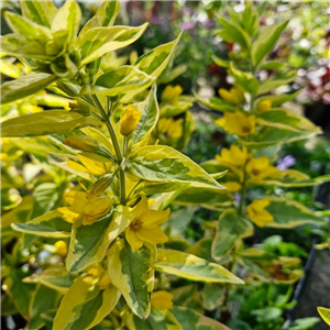 Lysimachia Punctata 'Golden Alexander'